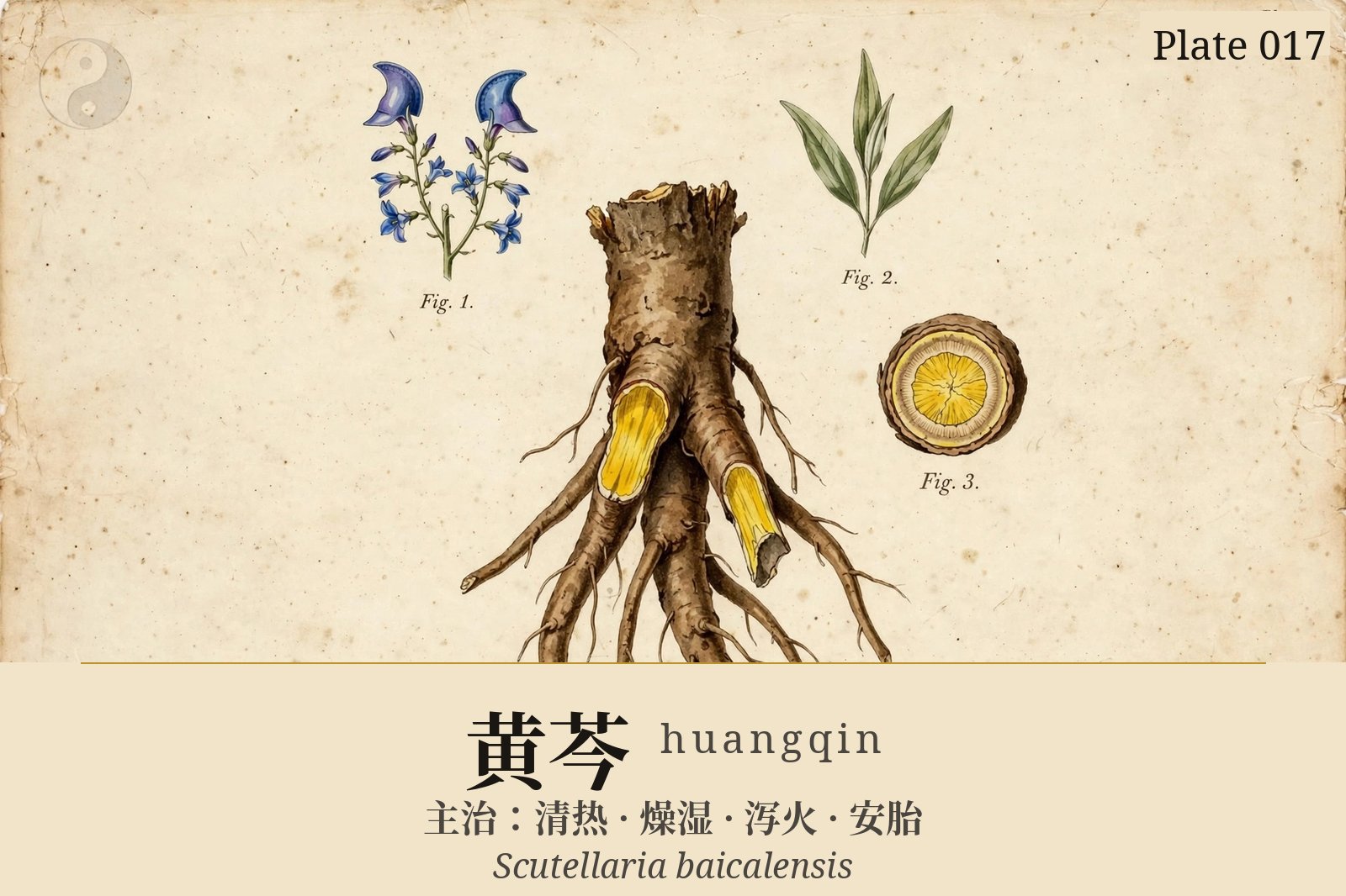 黄芩 huangqin